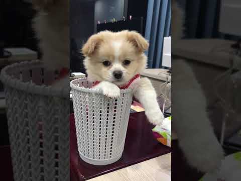 #Short - Cute Puppy Moments - DIY Pet Toys