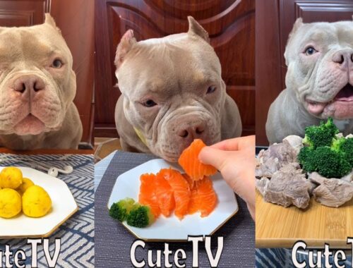 Cute Animals - Cute Puppy ASMR Eating Salmon,Cake,Meat,Vegetable Show #00267