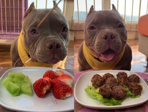 Cute Puppy ASMR Eating Cucumber,Vegatble,Strawberry,Meat Show #00256