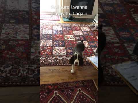 Cute Puppy Gets Mad at Bone| English Springer Spaniel Ember #Shorts