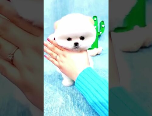 Funny and Cute Pomeranian Cute Puppy Videos 2021 # #short