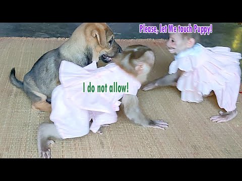 Funny war between Moon and Sky monkey to scramble Cute Puppy