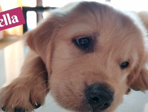 Golden Retriever | Cute Puppy | Cute Dog