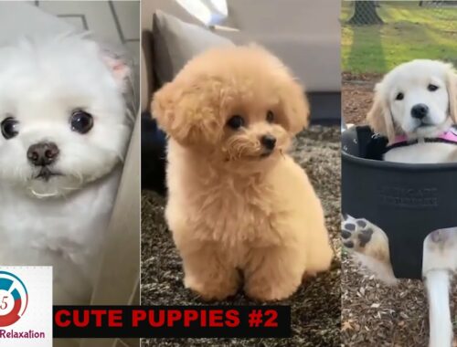 Funny & Cute puppy Compilation video #2