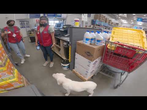 Cute Puppy Without Leash Reactions in Public *Angry KAREN