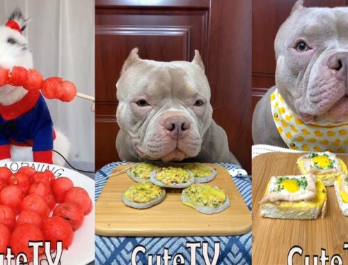 Cute Animals - Cute Puppy & Bunny ASMR Eating,Watermelon, Egg Cake, Vegetable Show #00271