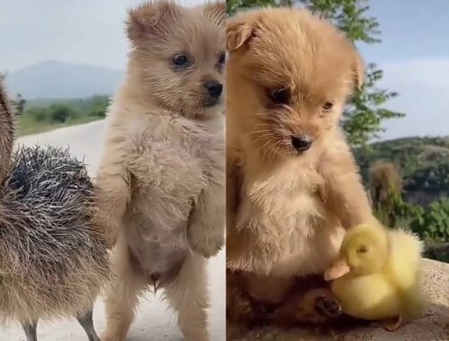 Cute puppy and ducklings you my best friend video