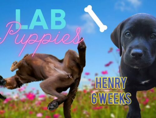 Meet Henry! NEW BLACK LABRADOR PUPPY! My Super Cute puppy!