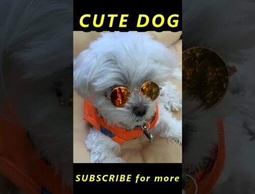 super cool dog | cute puppy videos 2021 | #shorts