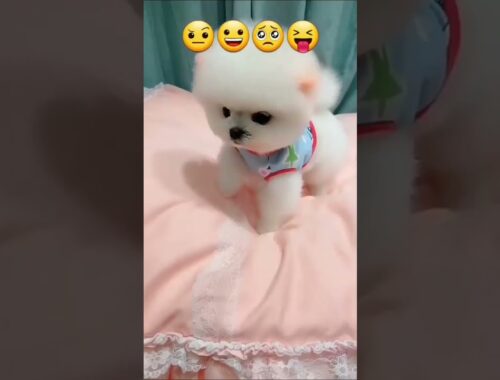 cute puppy status | cute dog puppy whatsapp status video 2021 | little cute puppy funny video#shorts
