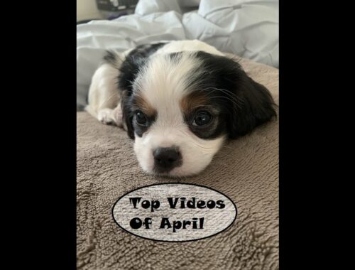 Cute Puppy's Funny/Cute Videos in April