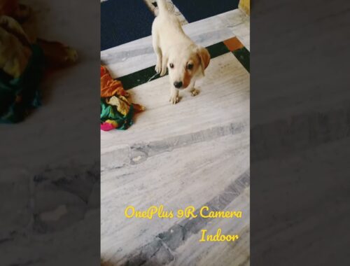 Cute puppy playing video oneplus 9r #shorts