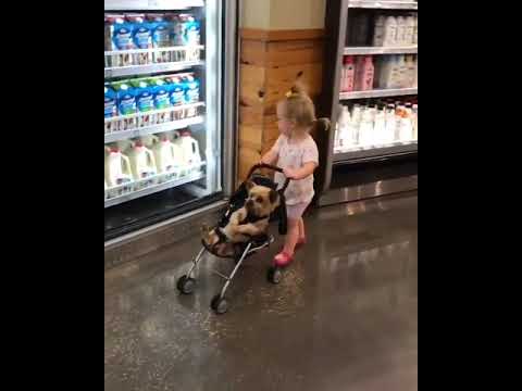Cute Puppy & Child | Check Description to get Premium Dog Training Course #shorts #viral #trending