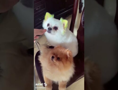 Omg So Cute Pets  Cute puppy from TikTok  Funny #shorts petsplace