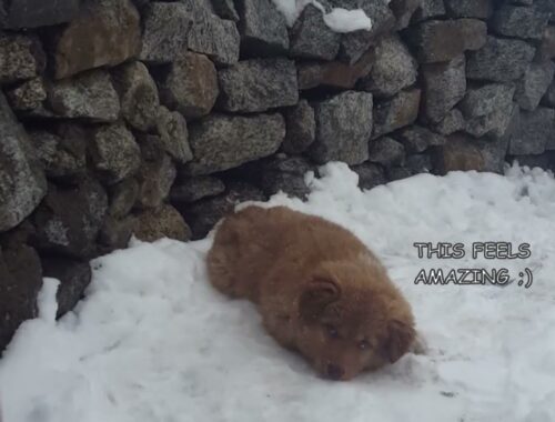 SERA PLAYING IN SNOW I Puppy Playing Video I Cute Puppy Videos I Dog survival at 20000 ft