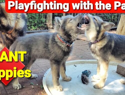 WARNING!! Cute Puppy Video!! - GIANT Puppies Playfighting with the Pack