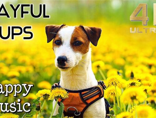 Cute 4K Dogs and Puppies TV Background, Happy Upbeat Ambient Instrumental Music