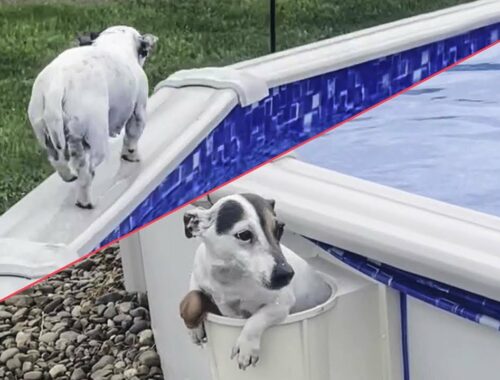 Cute Puppy Learns How to Get Out of Pool || Best Viral Videos