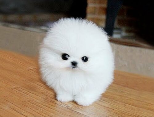 Cute Puppy Pomeranian Dog | CuteVN Animals