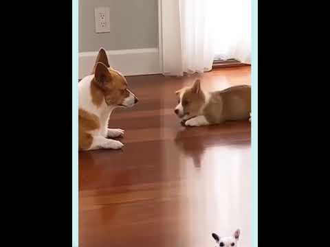 Cute puppy cute dog smart dog Angry Dog funny Dog subscribe and get $100 #short #shorts