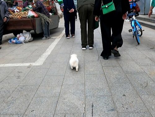Cute puppy lost in street market