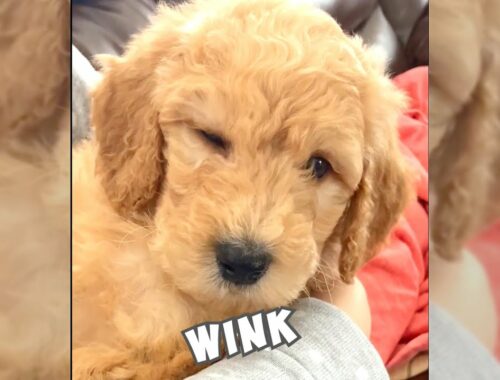 Cute puppy winks will melt your heart #shorts