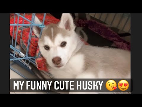 Cute puppy | Cute husky video | Funny husky |#shorts #short video #youtube shorts