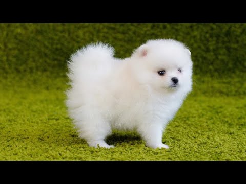 CUTE PUPPY...!!! Cute puppies running. Funny Puppy Videos.
