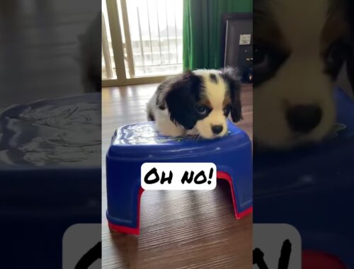Cute Puppy Stuck In Stool, Oh No! #Shorts
