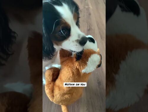Cute Puppy Picks His Favorite Toy #Shorts