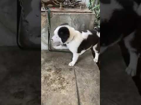 Cute puppy begging for water/food.