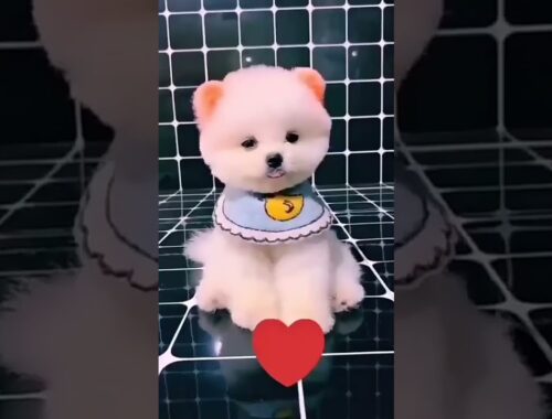 Cute puppy Pomeranian dog