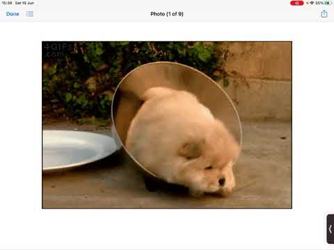 Cute puppy in bowl