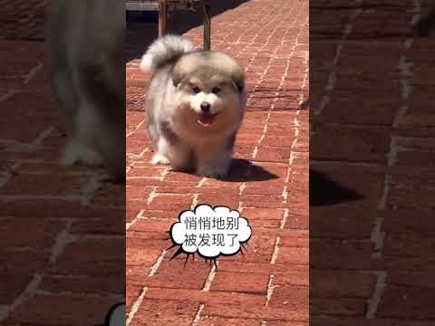 #Peacockshowing Labrador dog | Cute dog | Cute Puppy| funny dog| Dog compilation | Baby dog #shorts