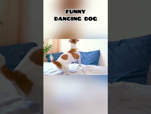 FUNNY SIT PRETTY DOG | #dog | #viral | #smartdog | #cutedog | #cutepuppy | #funnydog | #Shorts
