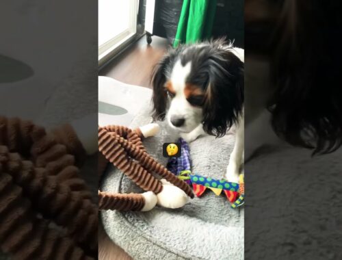 Cute Puppy Plays With New Toy #Shorts