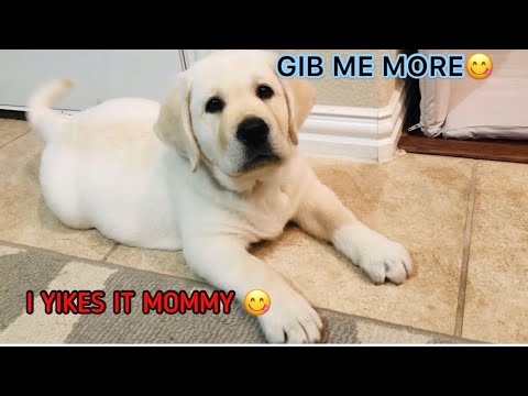 Puppy’s Adorable Reaction to new food #puppyfunnyreaction #cutepuppy #chubbypuppy #cutelabpuppy