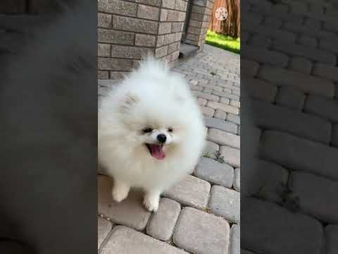 Cute Puppy--  short compilation
