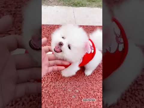 Cute Puppy //