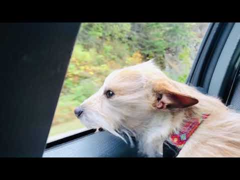Cute Puppy DOG Sticks Head Out Car Window CUTENESS VIDEO