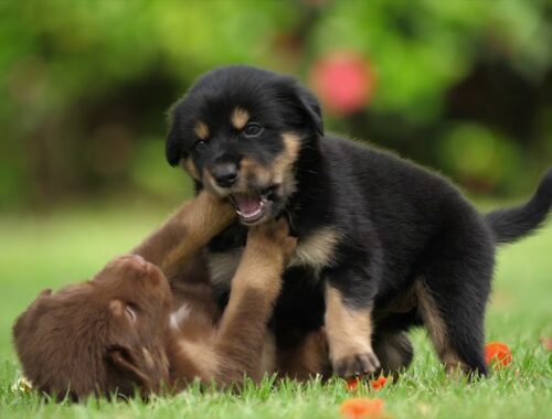 #cute puppy #puppies playing #German Shepherd puppy