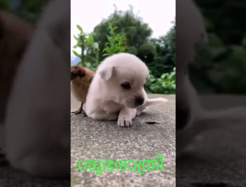 cute puppy and chick