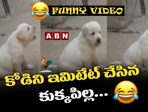 Funny Video: Cute Puppy Bark Like A Chicken Sound || ABN Telugu