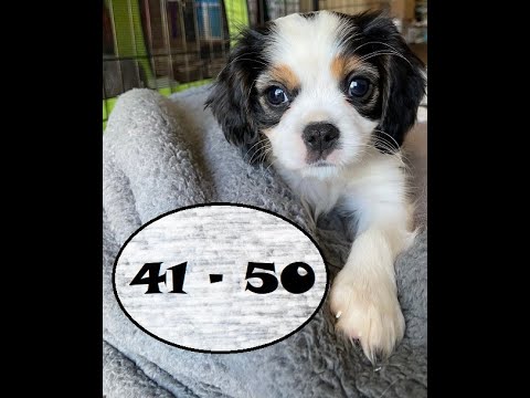 Cute Puppy Clips Part 41-50