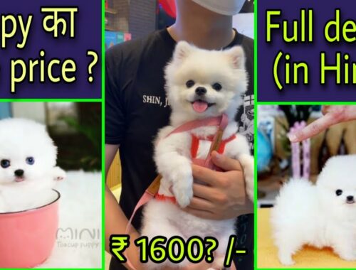 Pomeranian Dog price in india |Pomeranian puppy Details| Pomeranian cute video | white puppy Details