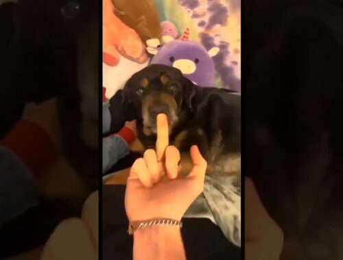 Cute Puppy Gets Angry