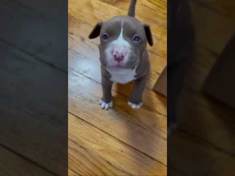 Cute Puppy Doing Funny Things