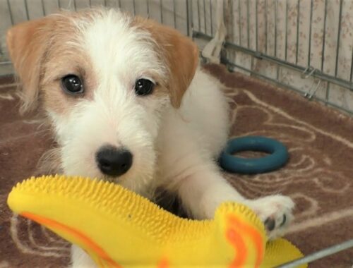 Funny puppies! Jack Russell Terrier puppies / funny puppy / cute puppy