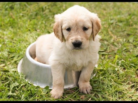 Cute puppy videos || Pet lover || cutest animal