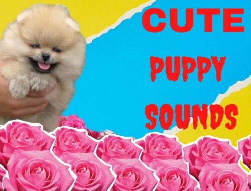Cute puppy sounds | baby puppy sounds | puppy sounds | puppy dog | puppy videos  | puppy crying #dog